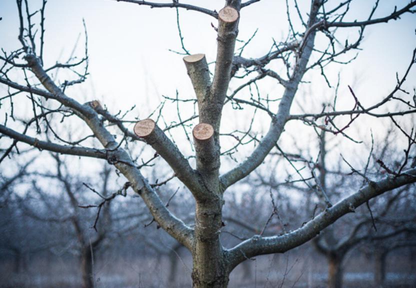 Obstbaum im Winter mit sauber gesetzten Schnittstellen vor einem hellen Himmel
